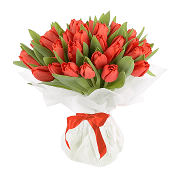 Tulipes rouges