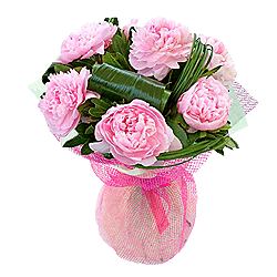 Pivoines