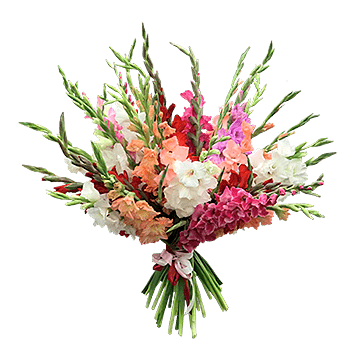 Glaïeuls multicolores