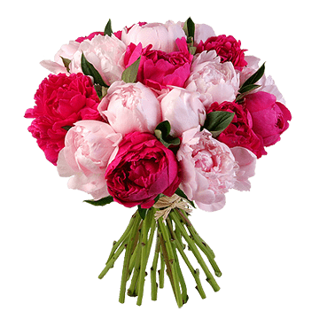 Pivoines