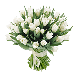 Tulipes blanches