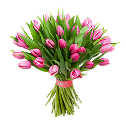 Tulipes roses